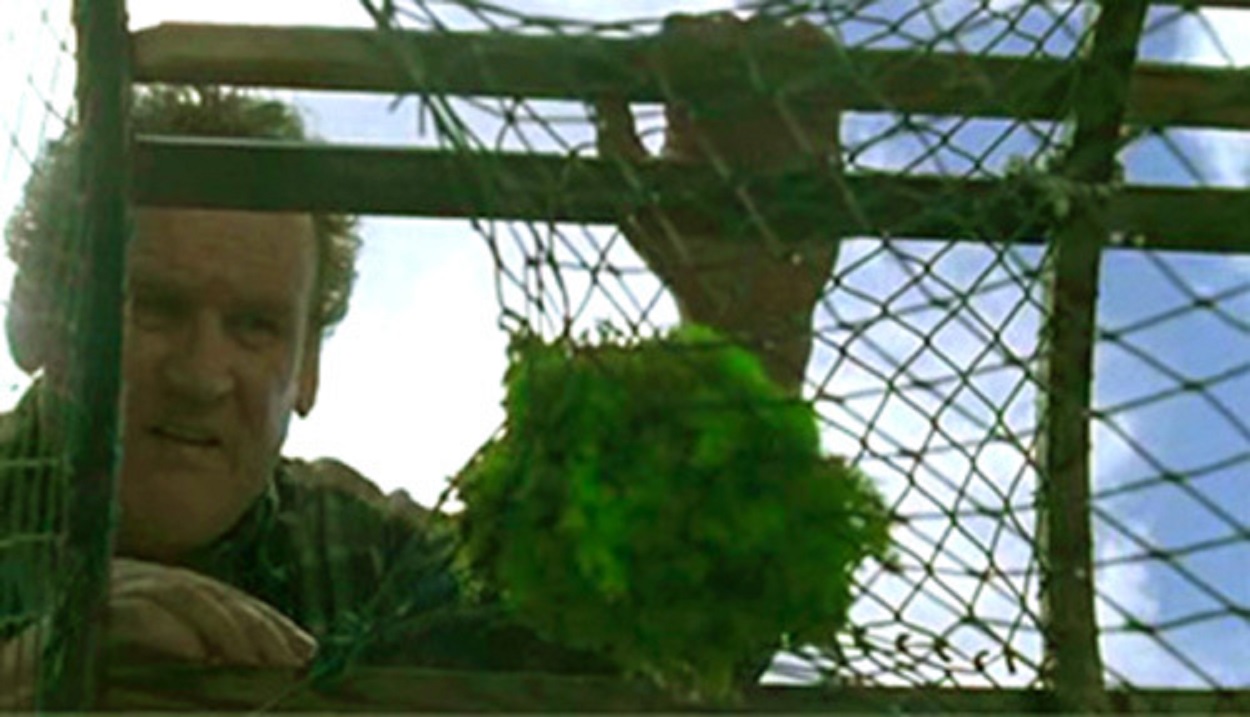 Colm Meaney discovers the miracle-healing moss in his fishing pot in A Lobster Tale (2006)