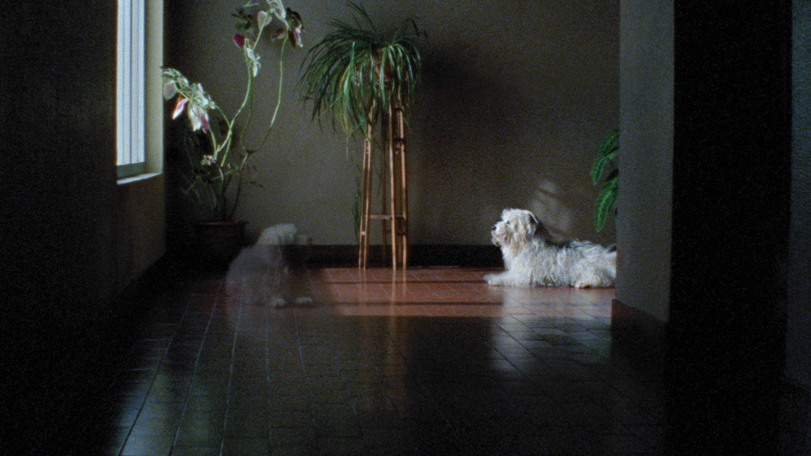 Dog and ghost dog in The Owners of Dixie episode of Arabian Nights (2015)
