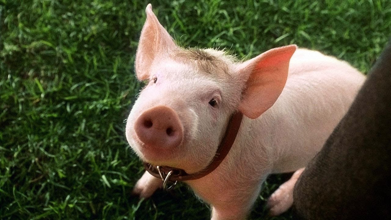 Babe the pig in Babe (1995)