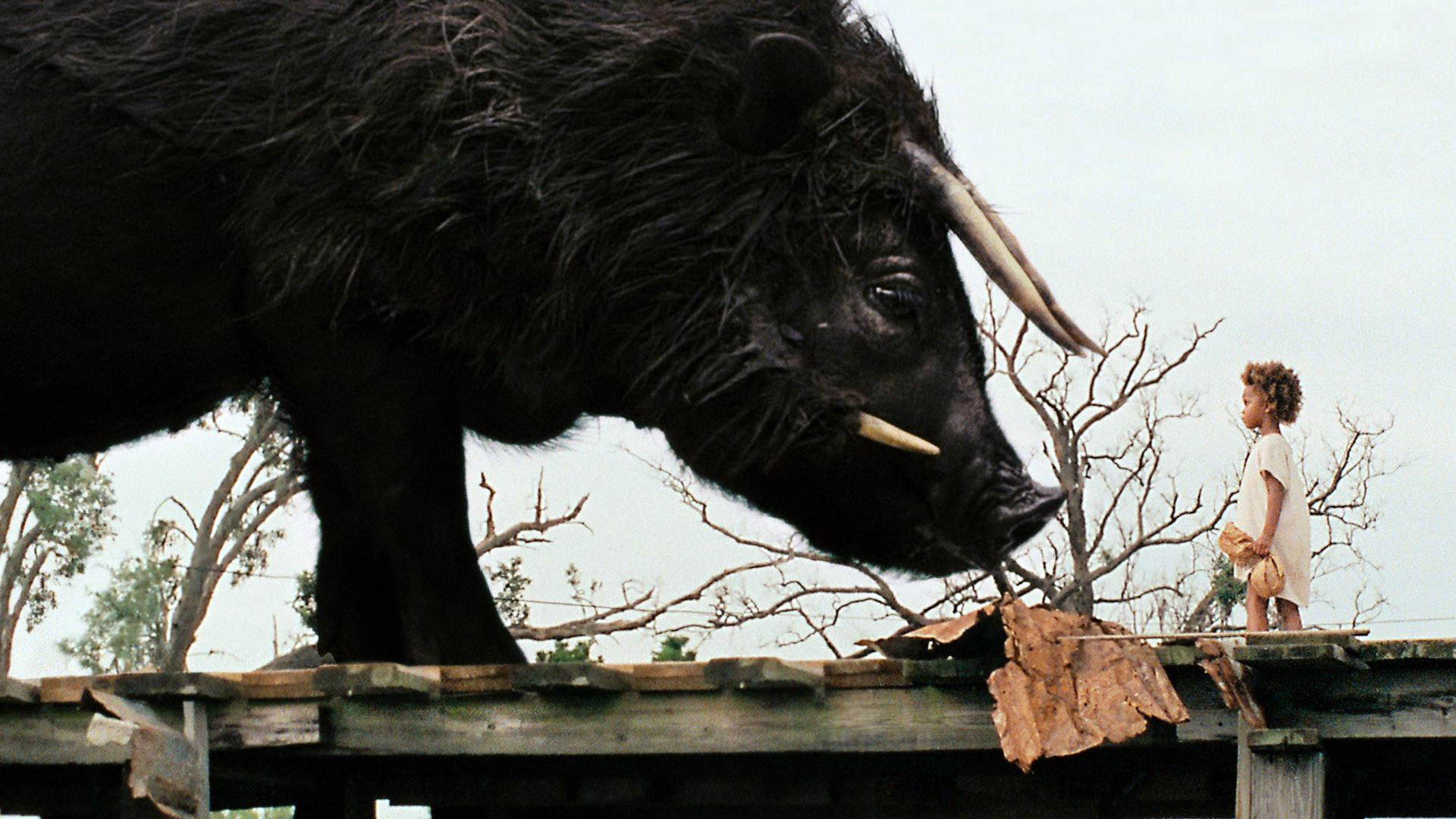 The aurochs bow down to Quvenzhane Wallis in Beasts of the Southern Wild (2012)