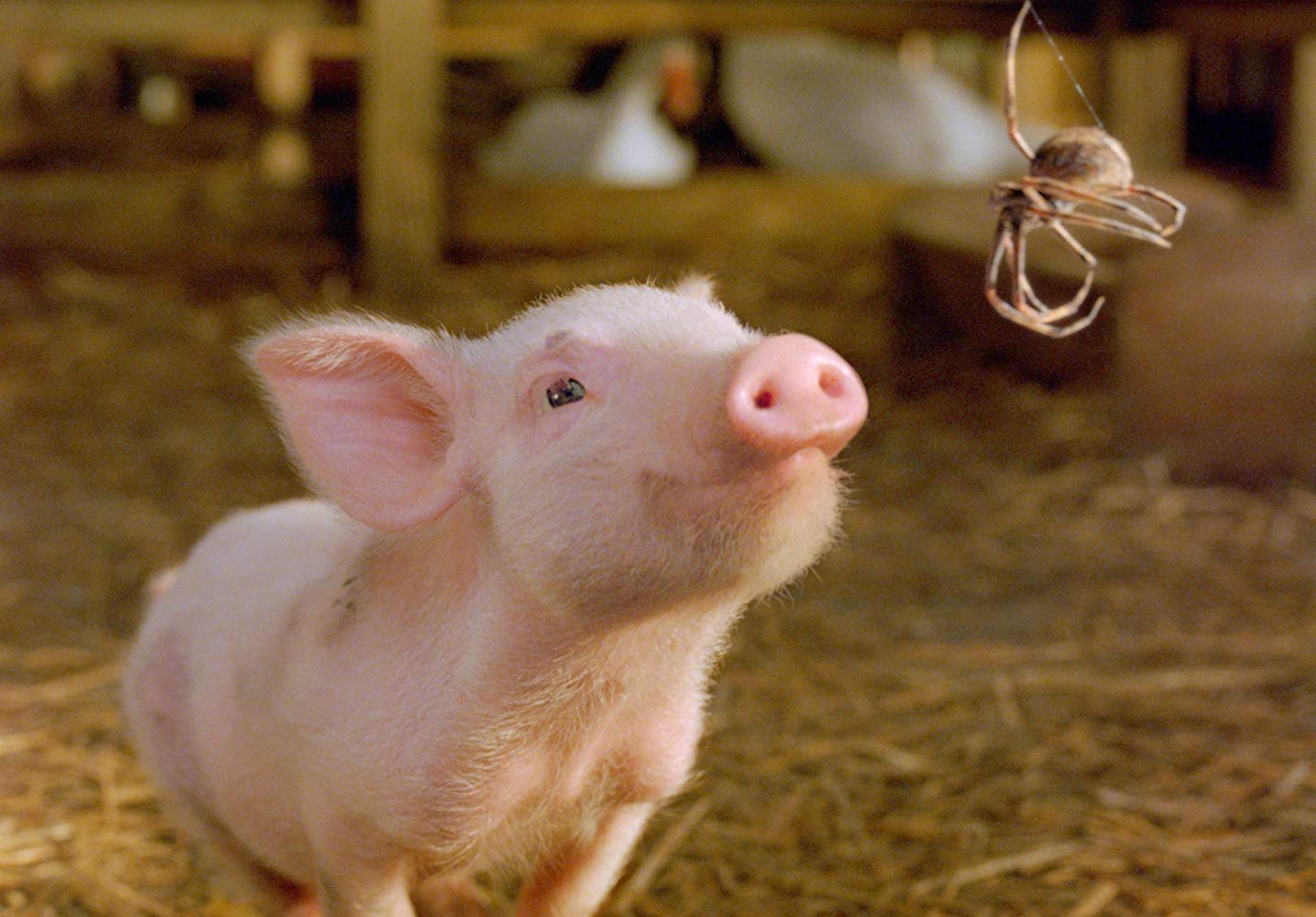 Wilbur (voiced by Dominic Scott Kay) talks to Charlotte (voiced by Julia Roberts) in Charlotte's Web (2006)