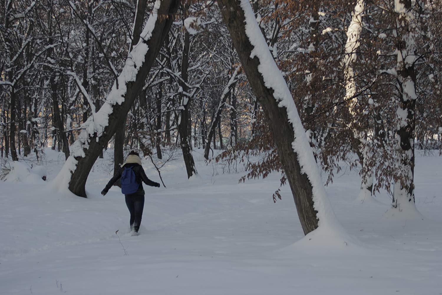 Wandering through the haunted Hoia Baciu forest in The Devil Complex (2016)