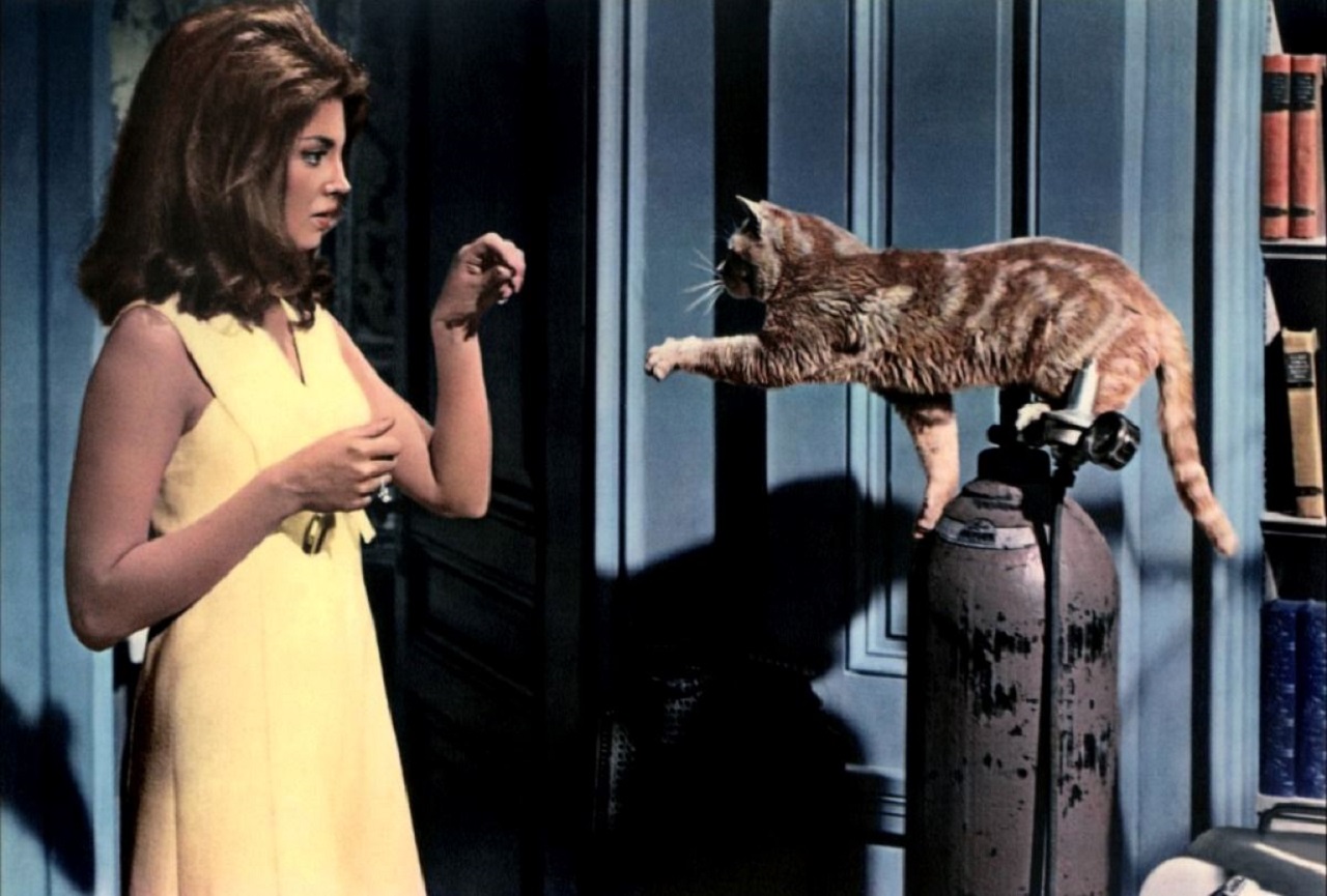 Gayle Hunnicutt and cat in Eye of the Cat (1969)