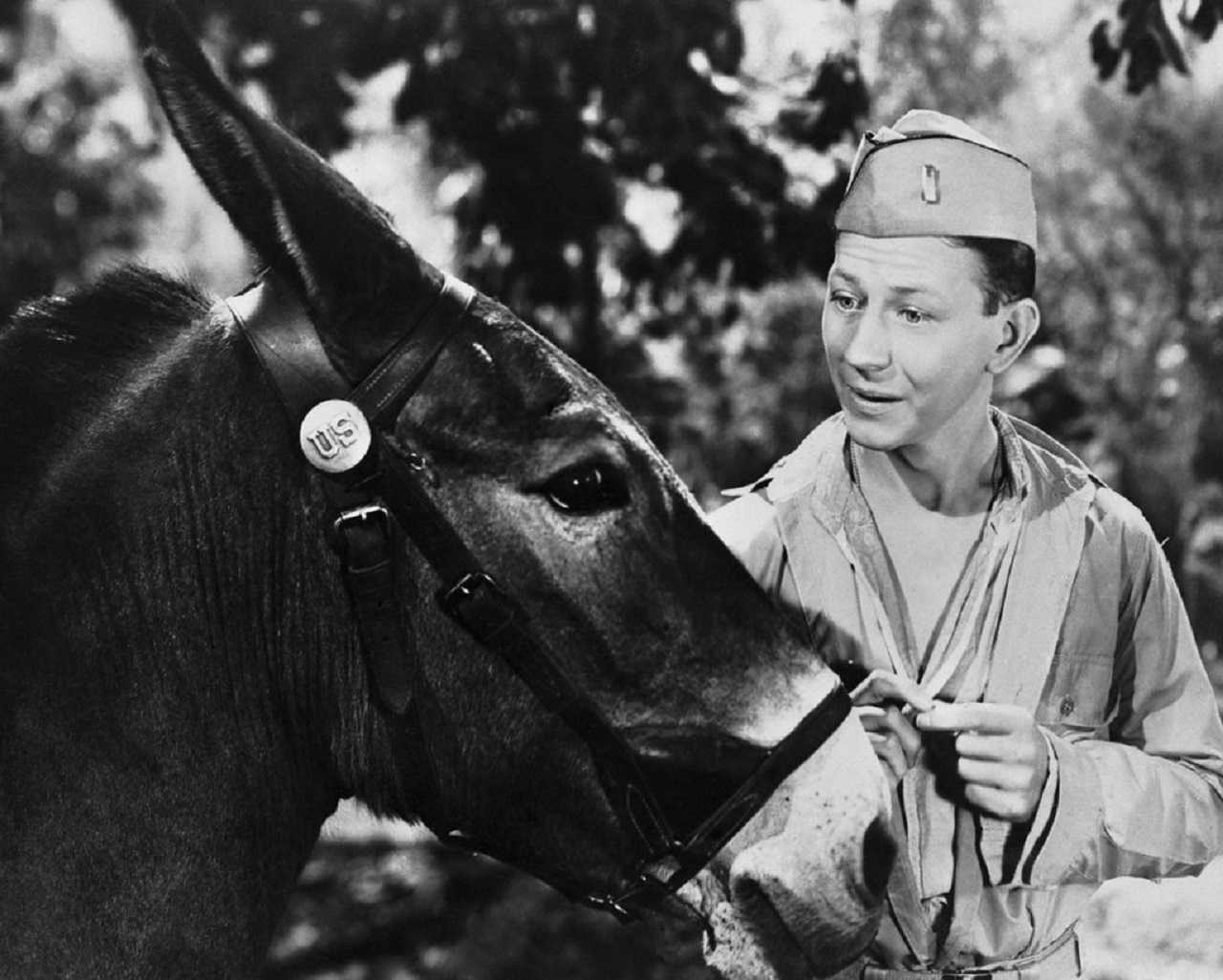 Donald O’Connor with Francis the talking mule (voiced by Chill Wills) in Francis (1950)