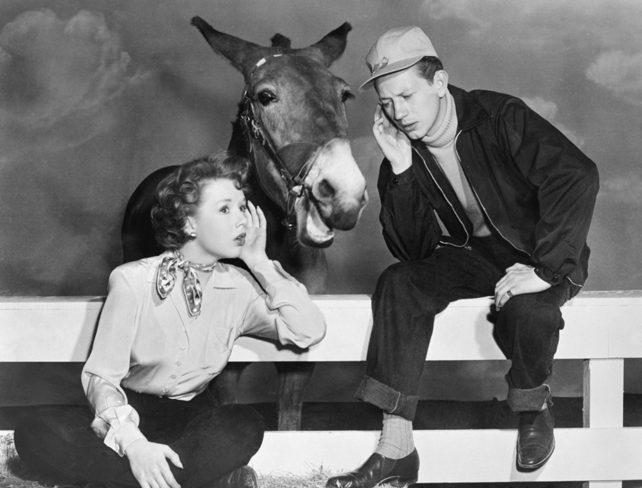 Piper Laurie, Francis and Donald O'Connor in Francis Goes to the Races (1951)