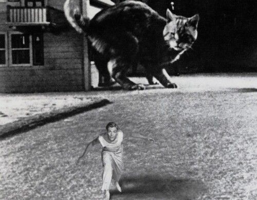 Scott Carey (Grant Williams) flees from a cat in The Incredible Shrinking Man (1957)