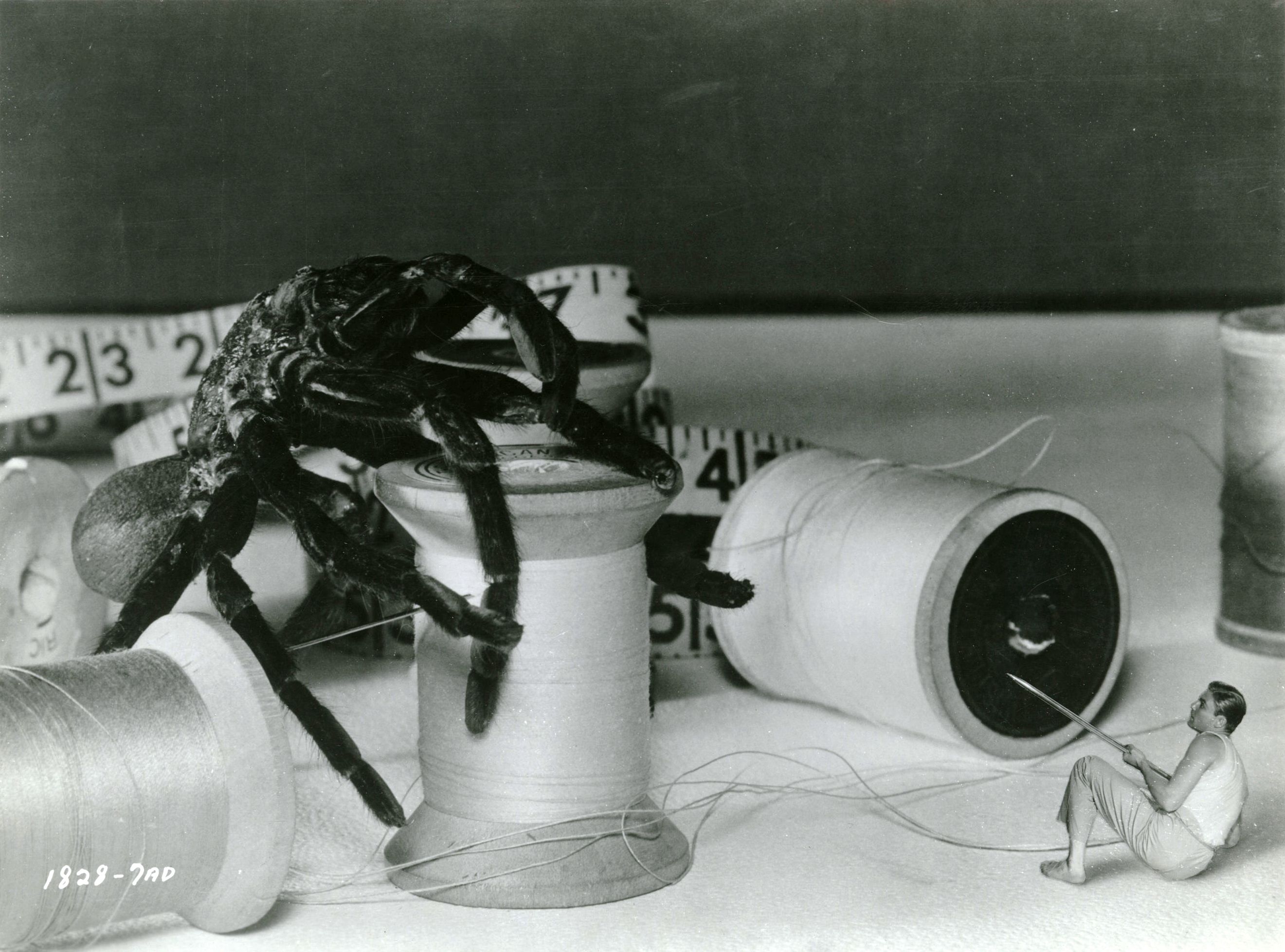 Grant Williams encounters a spider in The Incredible Shrinking Man (1957)