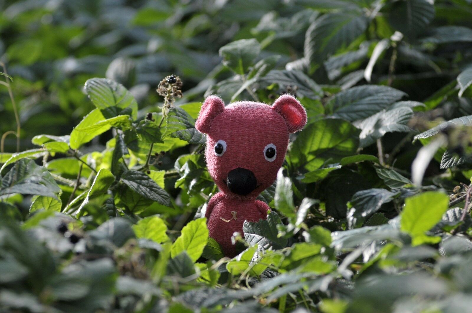 Kooky makes his way through the woods in Kooky (2010)