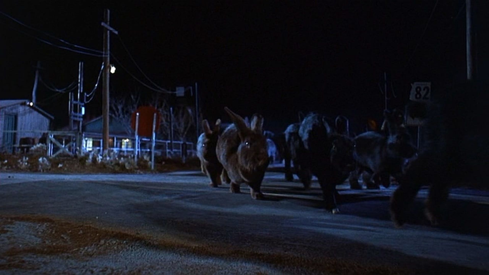 Giant killer rabbits on the attack in Night of the Lepus (1972)