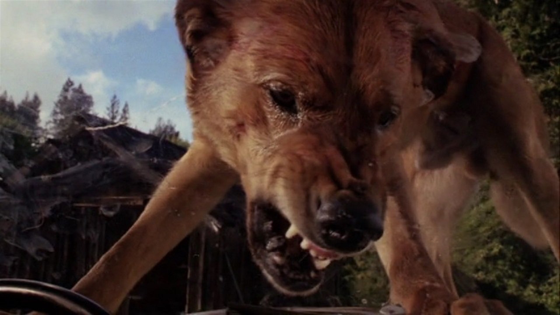 Killer dogs in The Pack (1977)