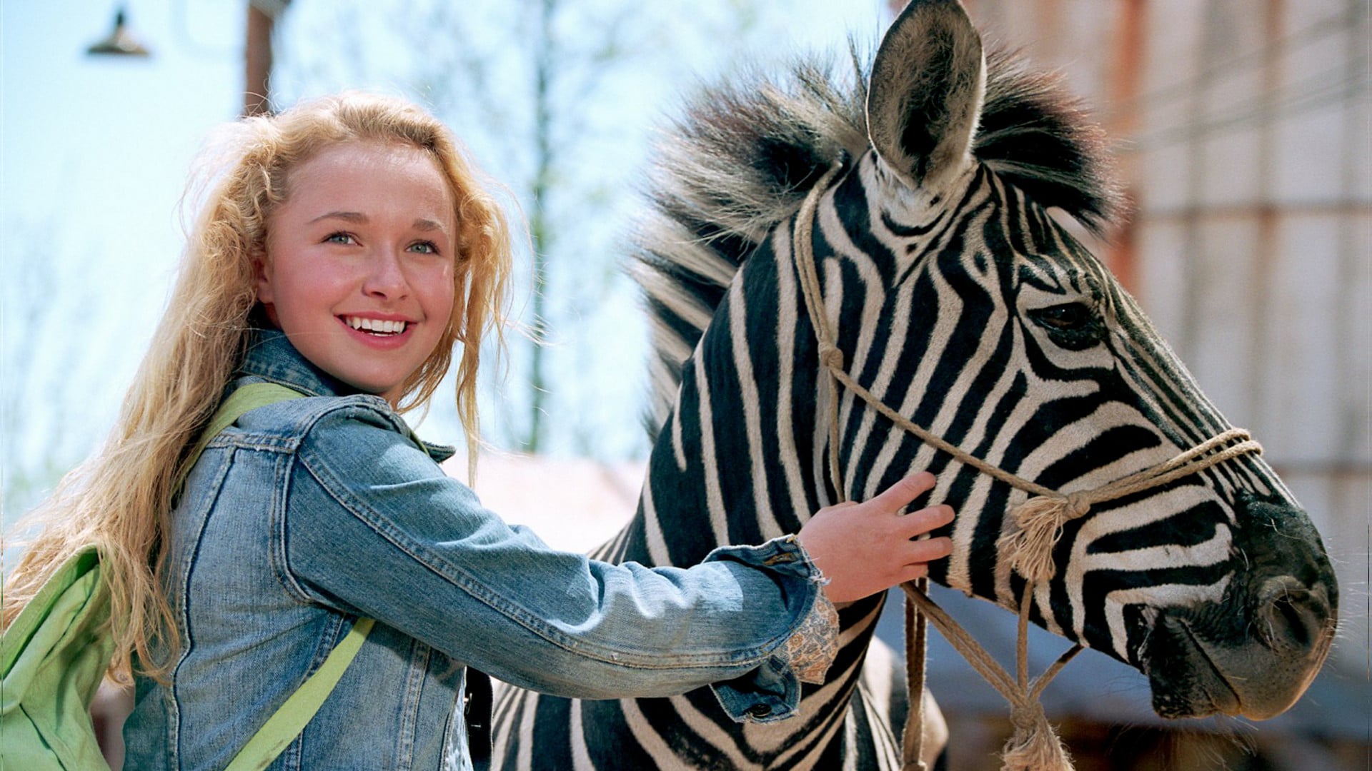 Hayden Panettiere and Stripes the zebra in Racing Stripes (2005)