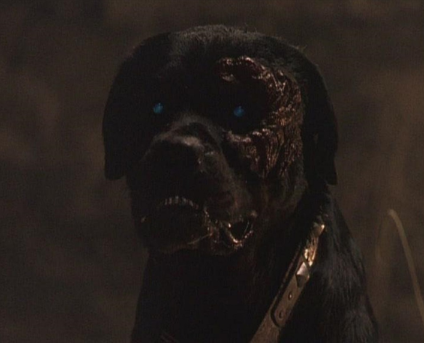 The dog from Rottweiler (2004)