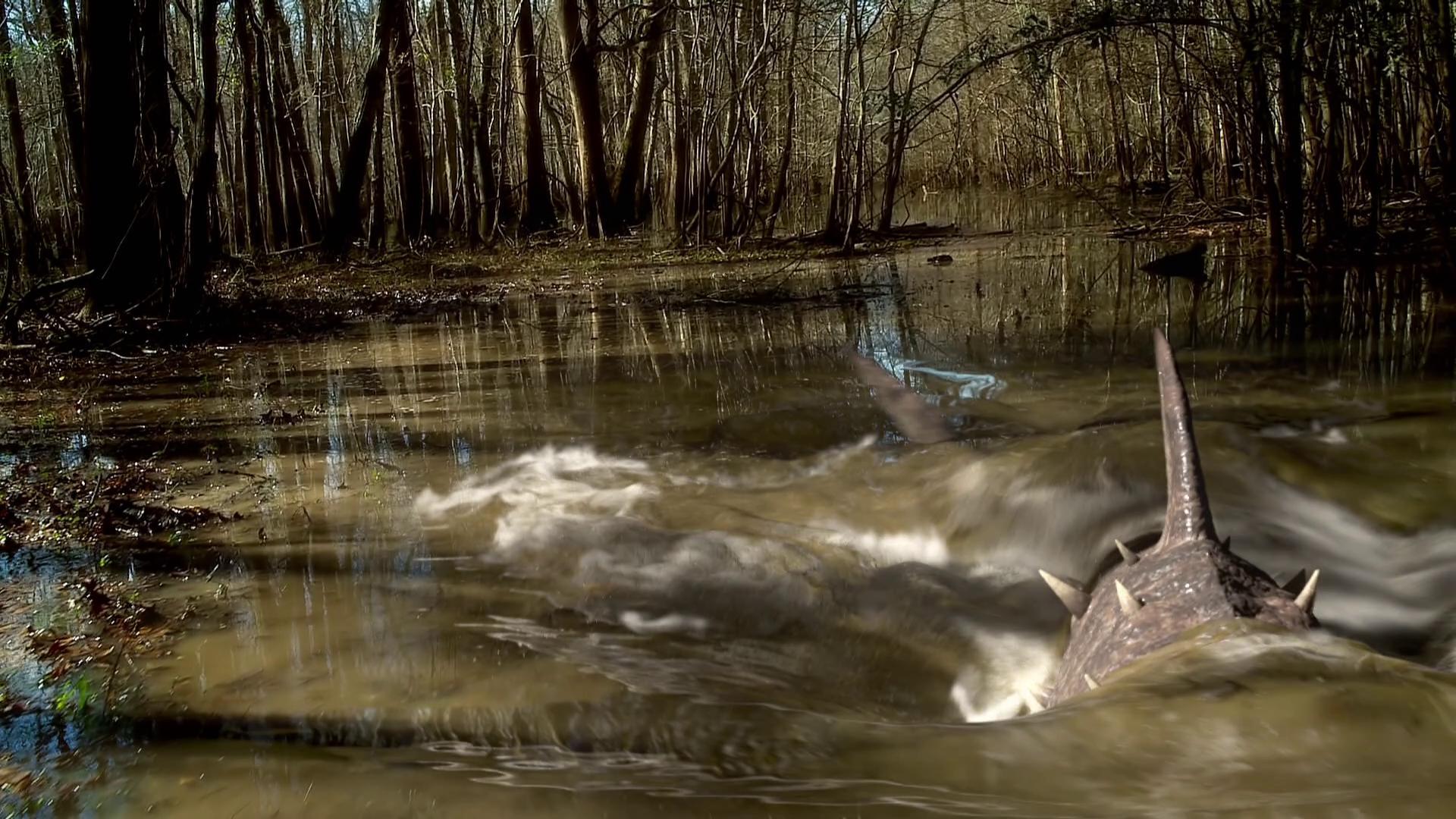 Shark in the swamp in Sharkansas Women's Prison Massacre (2016)