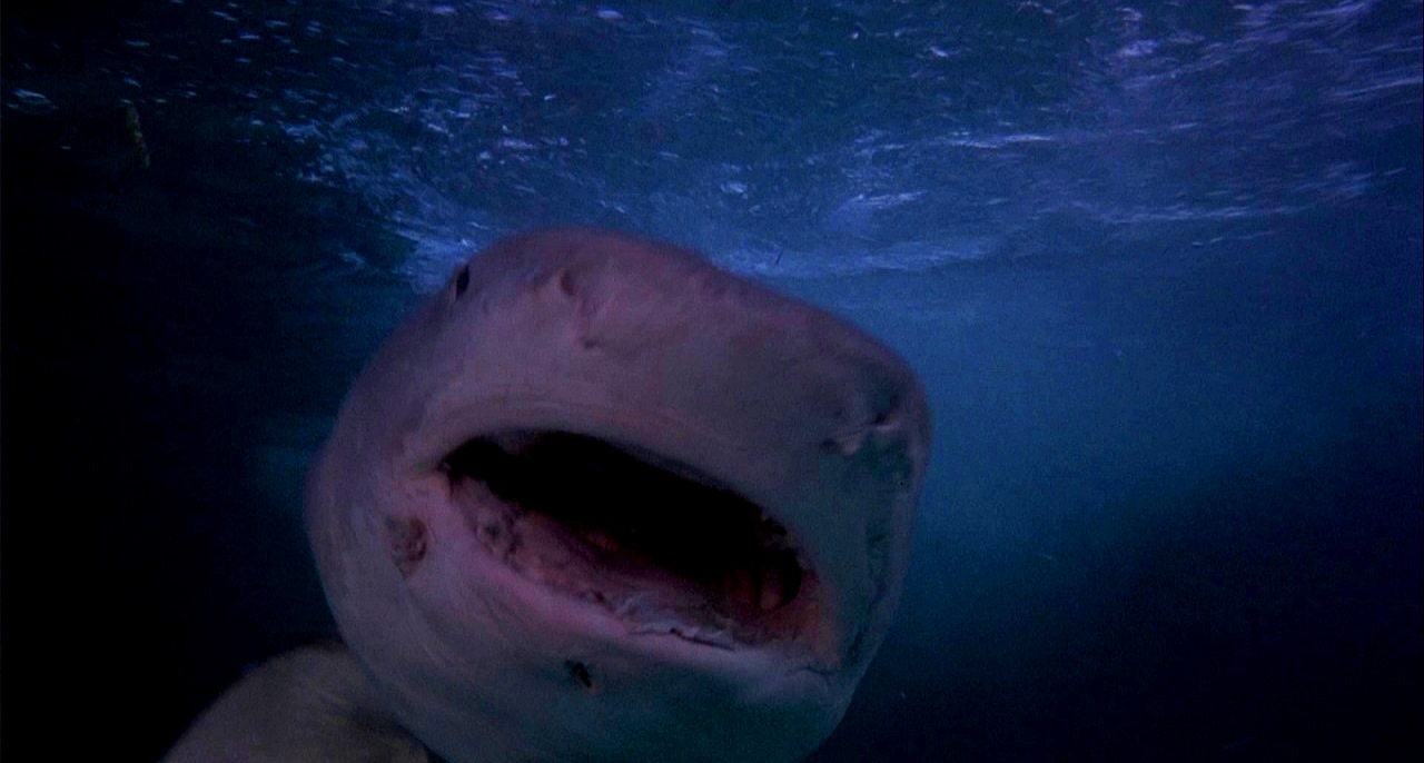The lurking shark in Tintorera (1977)
