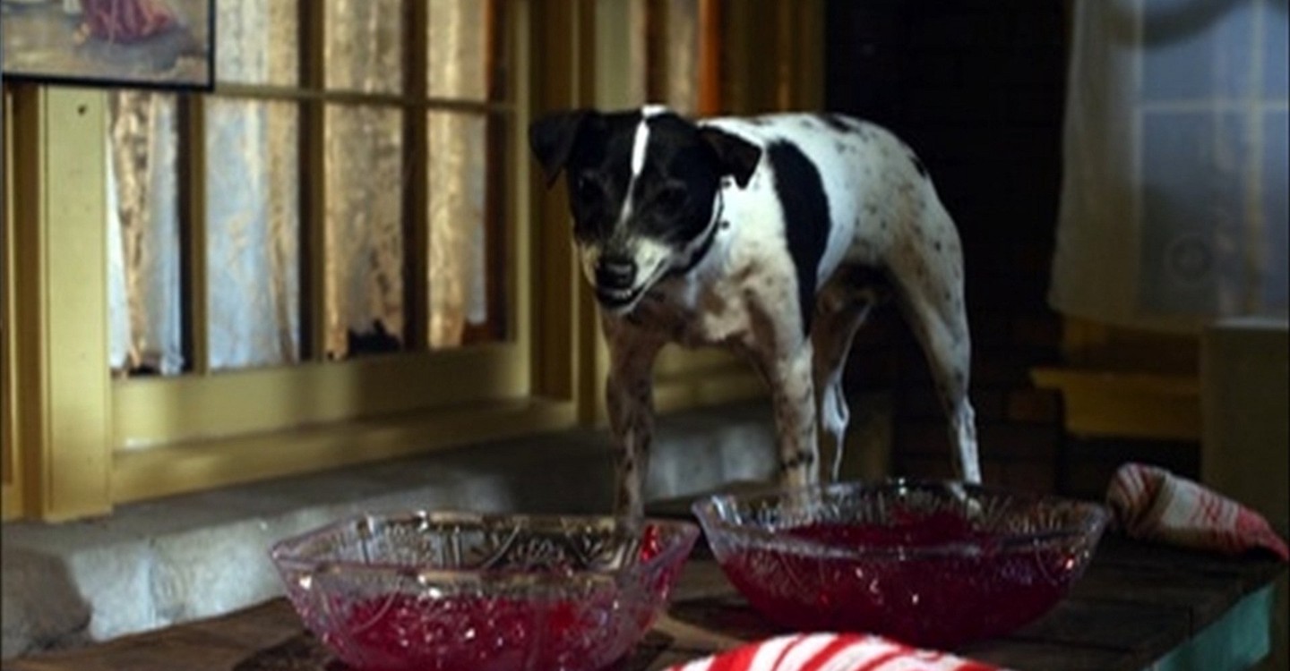 A vampire dog that eats red jelly instead of drinks blood in Vampire Dog (2012)