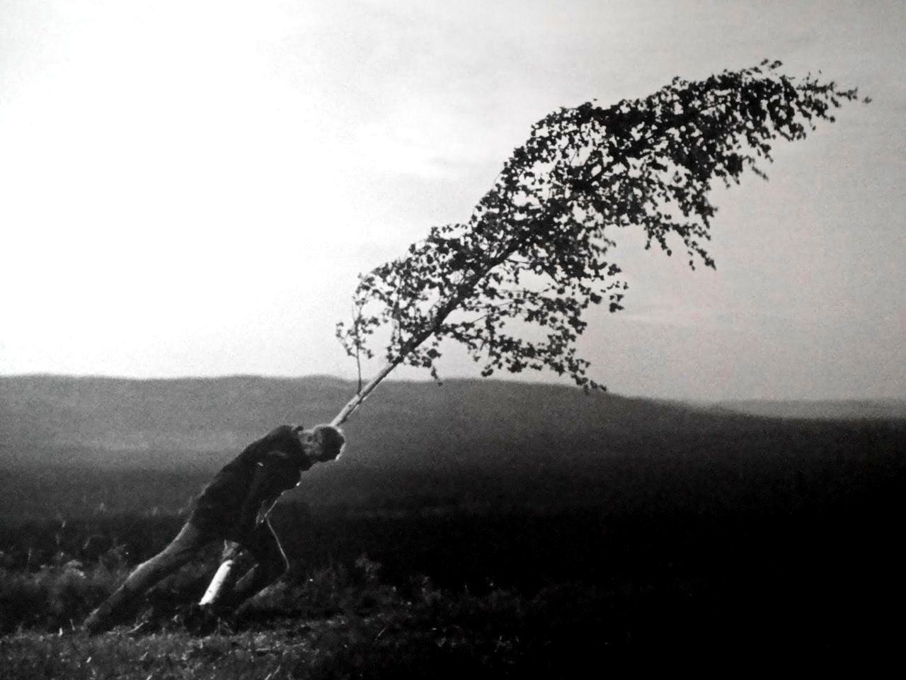 Max Von Sydow wrestles with a sapling in The Virgin Spring (1959)