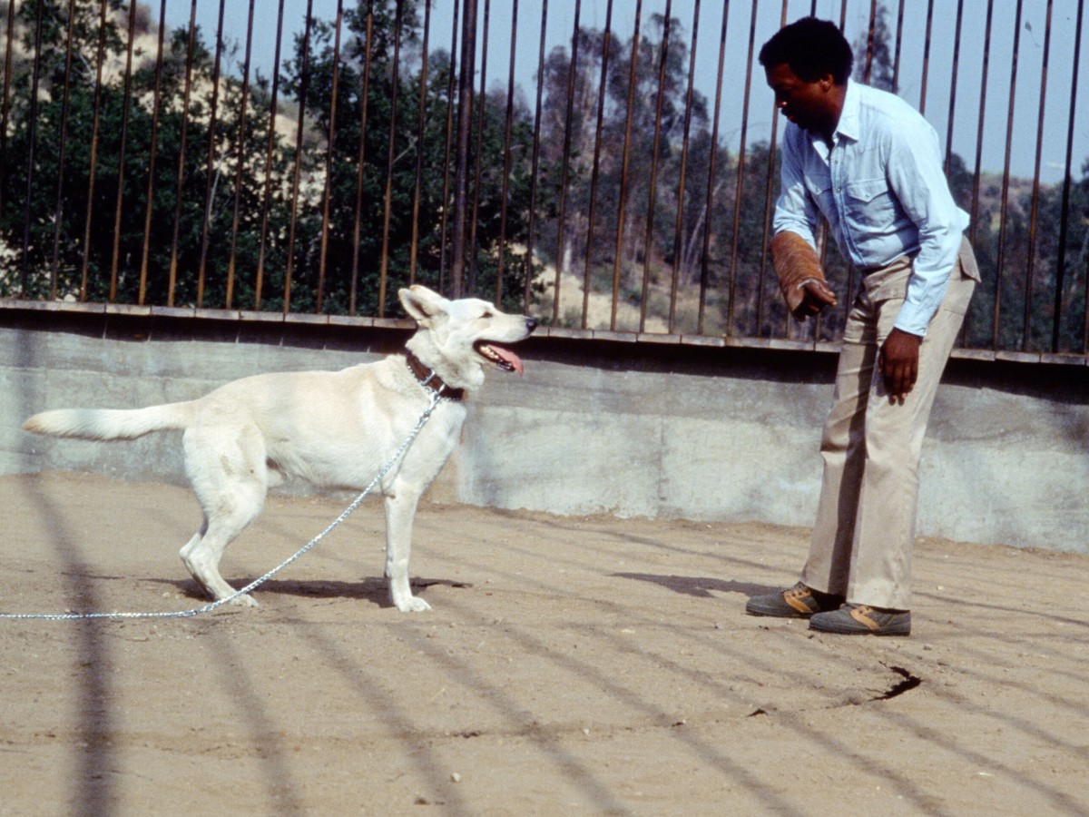Paul Winfield and the racial killer dog in White Dog (1982)