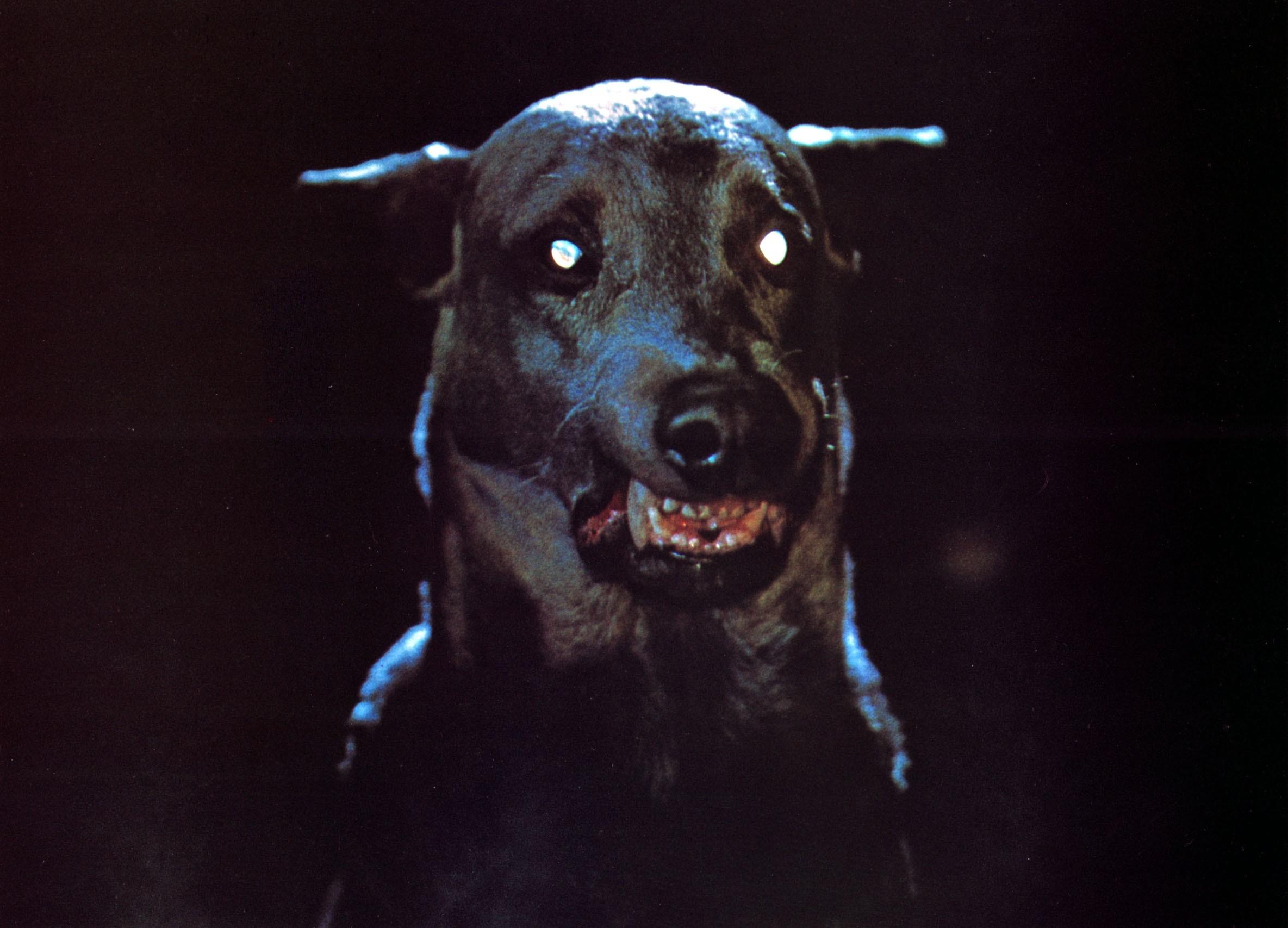 Zoltan in Zoltan ... Hound of Dracula/Dracula's Dog (1978)