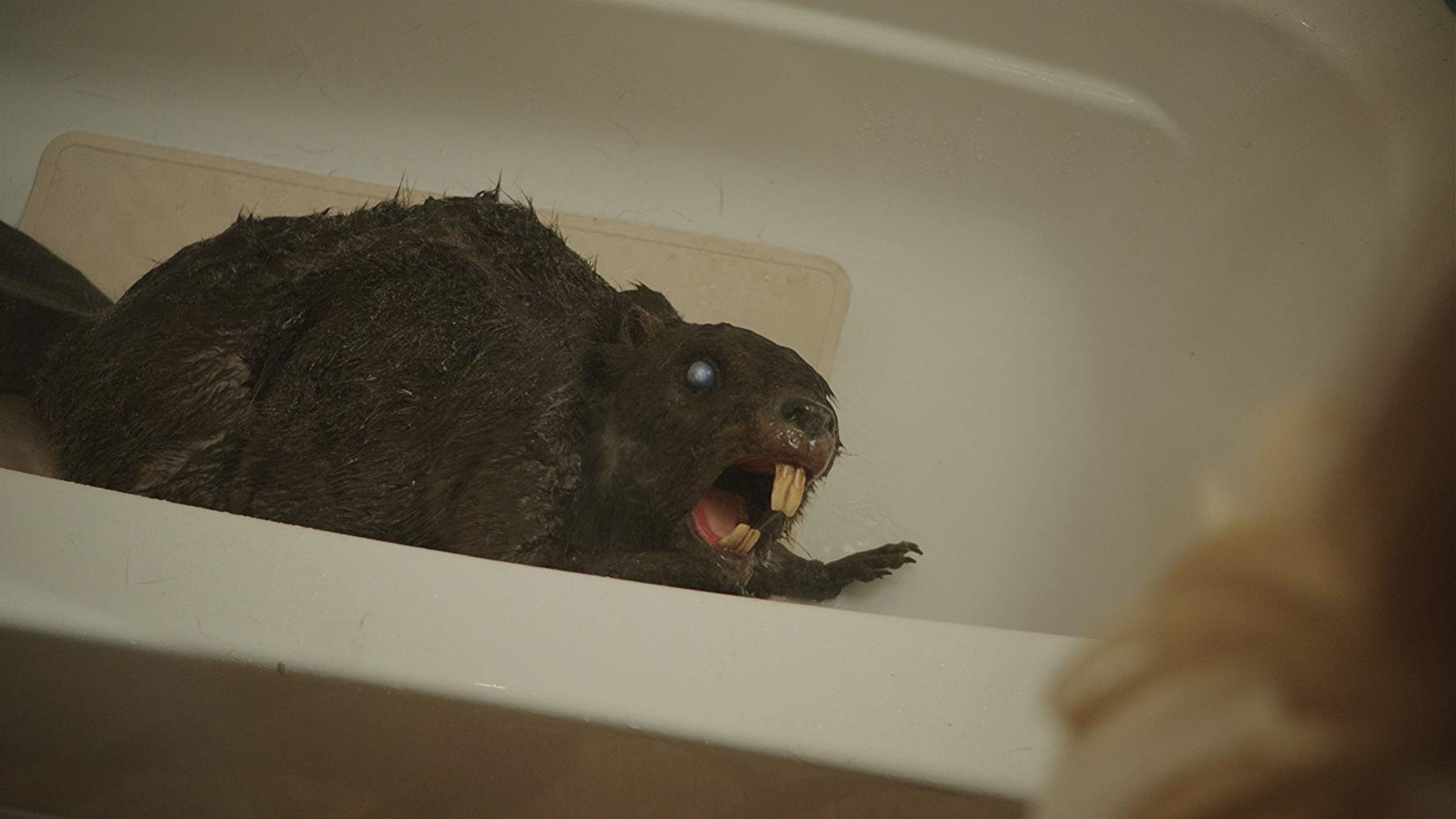 A zombeaver from Zombeavers (2014)