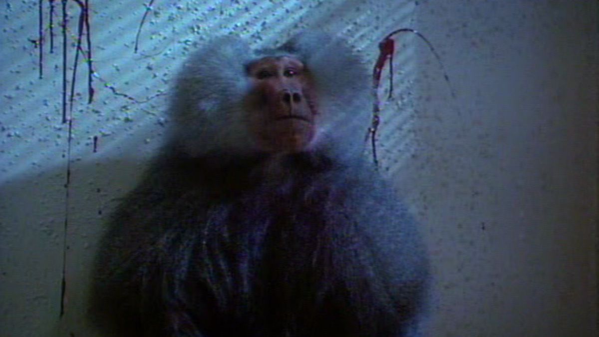 Killer baboon in Shakma (1990)